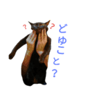 黒猫はる（個別スタンプ：20）