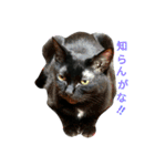 黒猫はる（個別スタンプ：21）