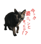 黒猫はる（個別スタンプ：22）