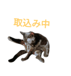 黒猫はる（個別スタンプ：23）
