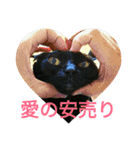 黒猫はる（個別スタンプ：24）