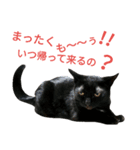 黒猫はる（個別スタンプ：26）