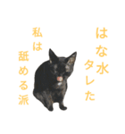 黒猫はる（個別スタンプ：29）