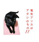 黒猫はる（個別スタンプ：31）