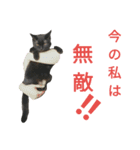 黒猫はる（個別スタンプ：32）