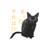 黒猫はる（個別スタンプ：33）