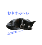 黒猫はる（個別スタンプ：35）