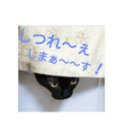 黒猫はる（個別スタンプ：37）