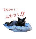 黒猫はる（個別スタンプ：40）