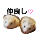 可愛いフェレNO2（個別スタンプ：3）