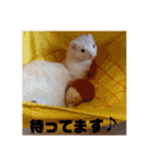 可愛いフェレNO2（個別スタンプ：5）