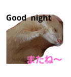 可愛いフェレNO2（個別スタンプ：7）