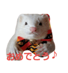 可愛いフェレNO2（個別スタンプ：11）
