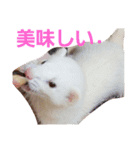可愛いフェレNO2（個別スタンプ：12）