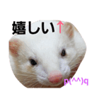 可愛いフェレNO2（個別スタンプ：14）
