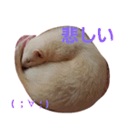 可愛いフェレNO2（個別スタンプ：15）