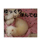 可愛いフェレNO2（個別スタンプ：17）