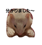 可愛いフェレNO2（個別スタンプ：19）