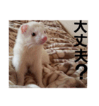 可愛いフェレNO2（個別スタンプ：23）