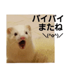 可愛いフェレNO2（個別スタンプ：26）