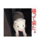 可愛いフェレNO2（個別スタンプ：28）