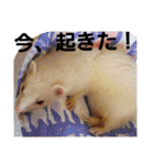 可愛いフェレNO2（個別スタンプ：30）