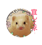 可愛いフェレNO2（個別スタンプ：31）