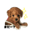 トイプードルのこはるちゃん（個別スタンプ：2）