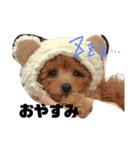 トイプードルのこはるちゃん（個別スタンプ：3）