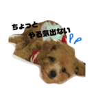 トイプードルのこはるちゃん（個別スタンプ：4）