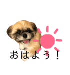 シーズーのパルミ。ときどき亀とうさぎ。（個別スタンプ：27）