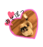 シーズーのパルミ。ときどき亀とうさぎ。（個別スタンプ：31）