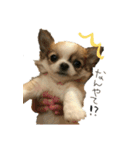 祝チワワのプリン（個別スタンプ：3）