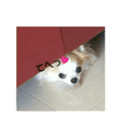 祝チワワのプリン（個別スタンプ：6）