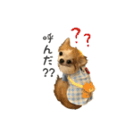 祝チワワのプリン（個別スタンプ：10）