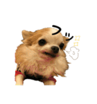 祝チワワのプリン（個別スタンプ：34）