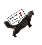 金ちゃん✨2（個別スタンプ：3）