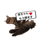 金ちゃん✨2（個別スタンプ：5）