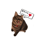 金ちゃん✨2（個別スタンプ：6）