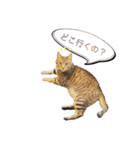 ねこねこボーイズ（個別スタンプ：1）