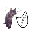 ねこねこボーイズ（個別スタンプ：2）