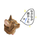 ねこねこボーイズ（個別スタンプ：4）