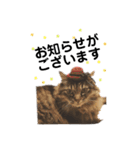 ねこねこボーイズ（個別スタンプ：6）