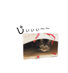 ねこねこボーイズ（個別スタンプ：8）