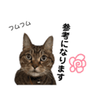 ねこねこボーイズ（個別スタンプ：11）
