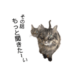 ねこねこボーイズ（個別スタンプ：12）
