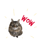 ねこねこボーイズ（個別スタンプ：13）