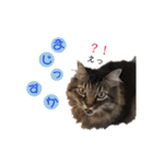 ねこねこボーイズ（個別スタンプ：14）