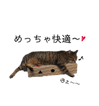 ねこねこボーイズ（個別スタンプ：16）