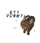 ねこねこボーイズ（個別スタンプ：19）